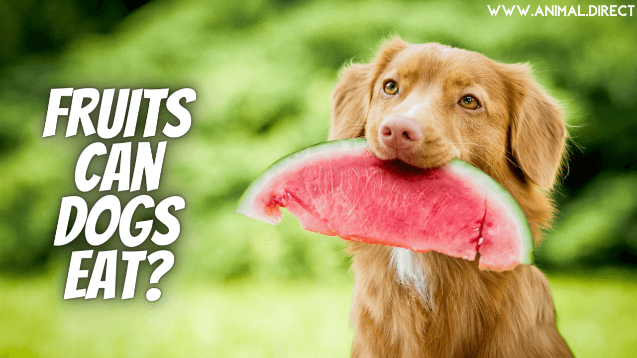 Human Food Can Dogs Eat Bad or Good Pets for Sale and Small Animals